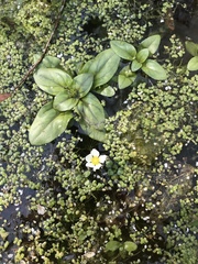 Ranunculus longirostris
