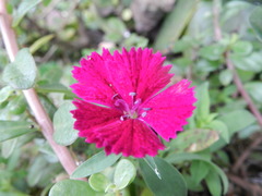 Dianthus chinensis × barbatus