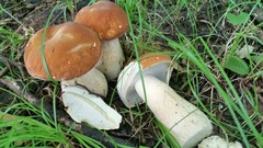 Boletus variipes