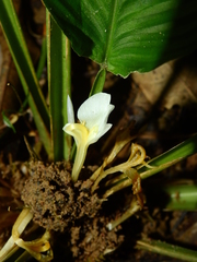 Goeppertia propinqua