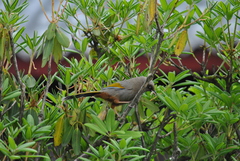 Trochalopteron elliotii