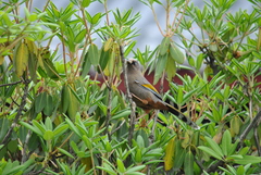 Trochalopteron elliotii