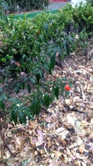 Solanum pseudocapsicum
