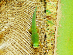 Phelsuma dubia