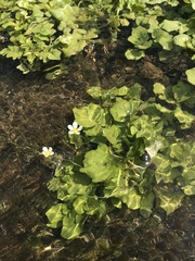 Ranunculus longirostris