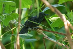 Cercomacroides fuscicauda