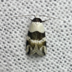 Zonopetala decisana