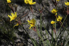 Bobartia gladiata