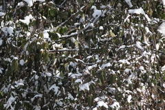 Trochalopteron affine