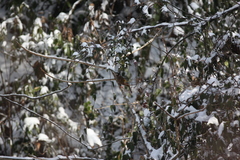 Trochalopteron affine