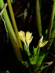 Goeppertia squarrosa