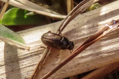 Melinopterus prodromus