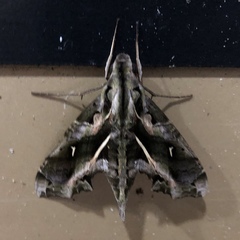 Hemeroplanes ornatus