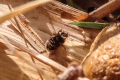 Melinopterus prodromus