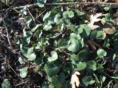 Viola alba dehnhardtii