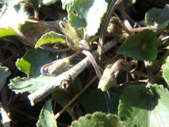 Viola alba dehnhardtii