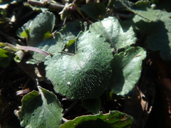 Viola alba dehnhardtii