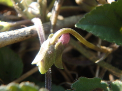 Viola alba dehnhardtii