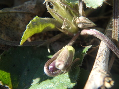 Viola alba dehnhardtii