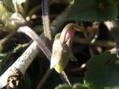 Viola alba dehnhardtii