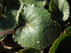 Viola alba dehnhardtii