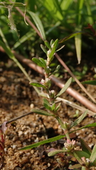 Polygonum plebeium