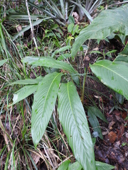 Goeppertia squarrosa