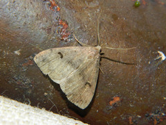 Phalaenostola hanhami