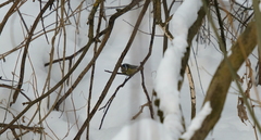Cyanistes caeruleus