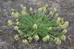 Oxytropis evenorum