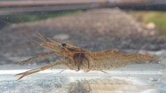 Macrobrachium nipponense