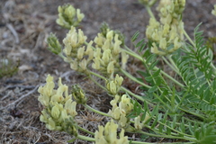 Oxytropis evenorum