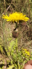 Berkheya radula
