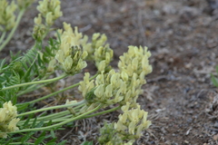 Oxytropis evenorum