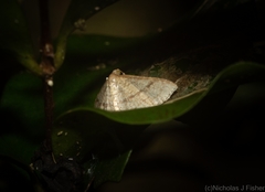 Addaea subtessellata