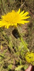 Berkheya radula