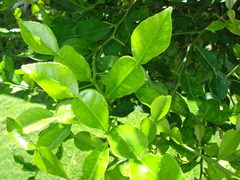 Citrus hystrix