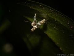 Cyphosticha panconita