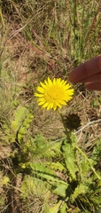 Berkheya radula