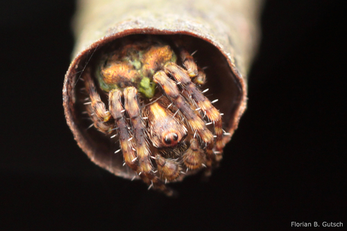Humped orbweb spider