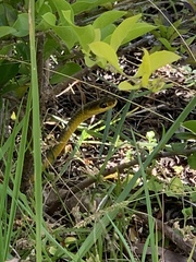 Dendrelaphis punctulatus
