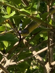 Dendrelaphis punctulatus