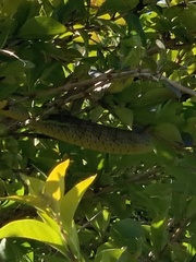 Dendrelaphis punctulatus