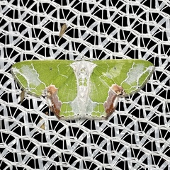 Protuliocnemis partita