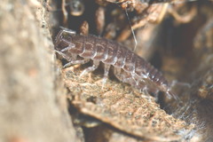 Chaetophiloscia sicula