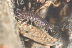 Chaetophiloscia sicula