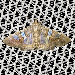 Glyphodes cosmarcha