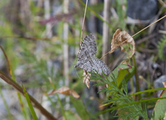 Entephria caesiata