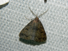 Phalaenostola hanhami