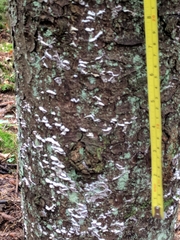 Trichaptum abietinum image